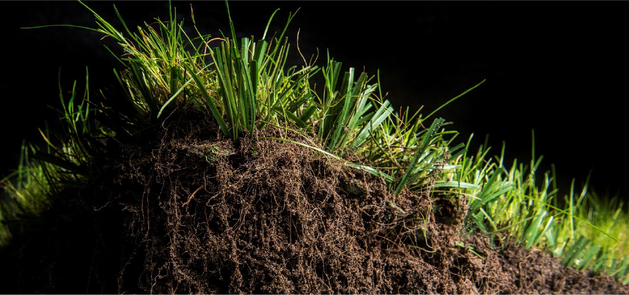 ハイブリッド芝